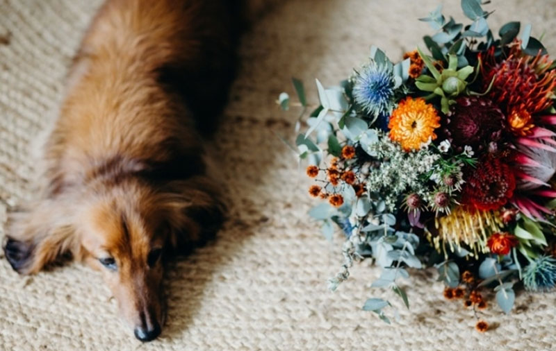 A dog laying next to a large colourful native flower wedding bouquet.