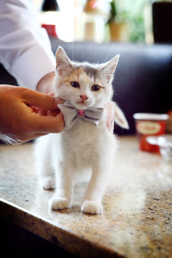 Cat in a bow tie for your wedding day