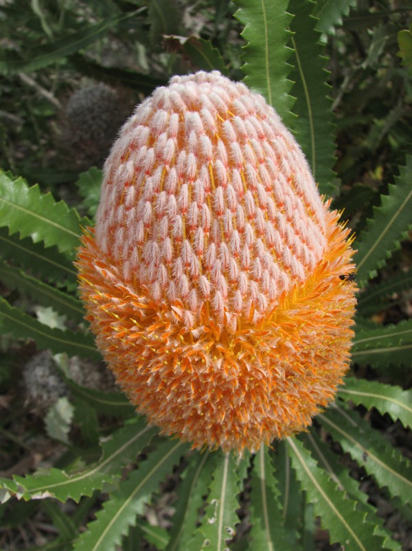 Banksia Bridal Bouquet