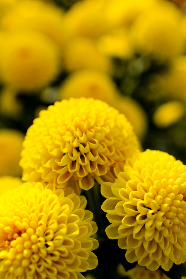 The perfect yellow flower for a rustic country wedding theme