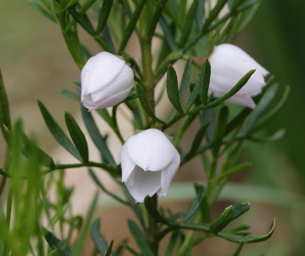 Australia native blooms for your big day