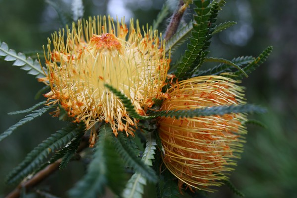 Australian native flower arrangements for your wedding day