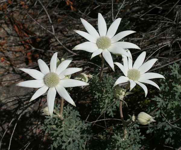 Alternative white wedding day flowers