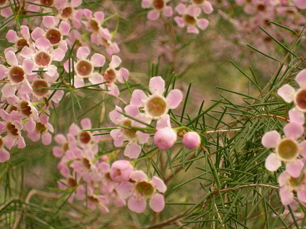 Small and delicate wedding day flowers in Australia