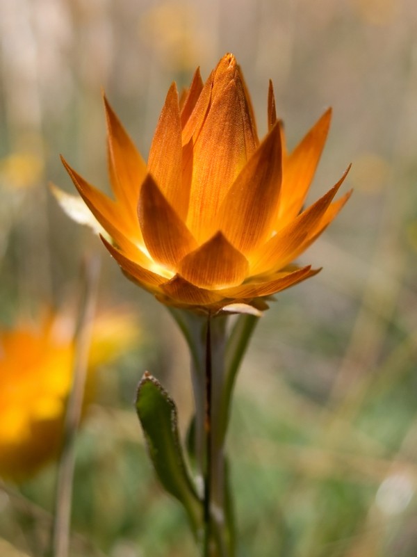 Orange flowers for your wedding day