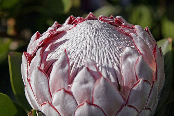 Protea flowers