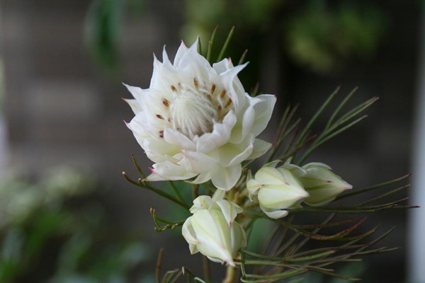 Blushing bride perfect flower for your wedding day