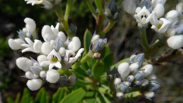 Australian natives flowers for September