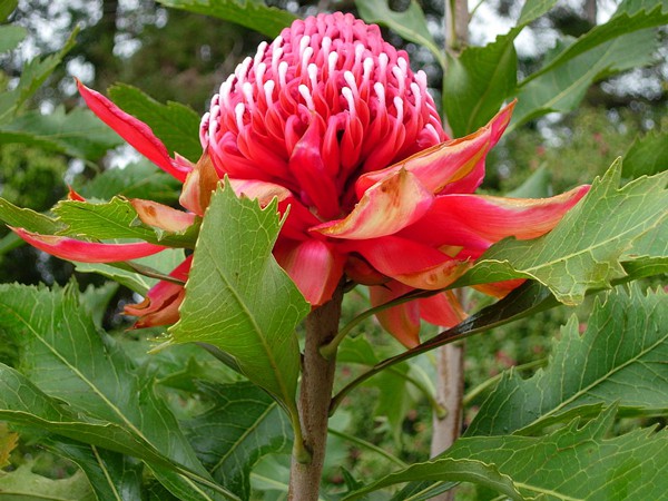 Waratah wedding bouquet 