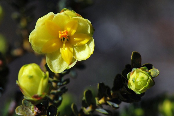 Yellow Australian native flowers for your wedding day