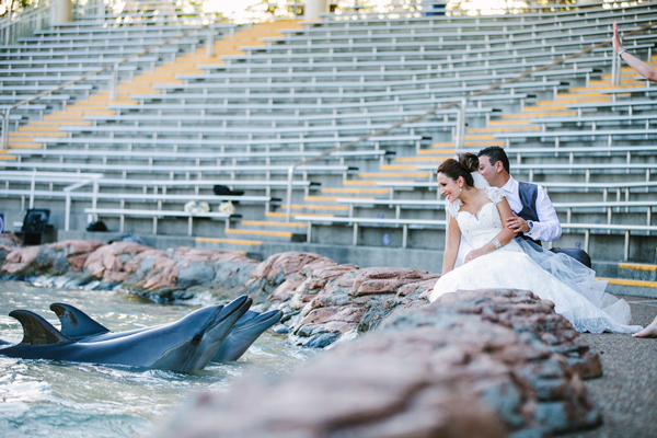 Dolphins at Seaworld on your wedding day