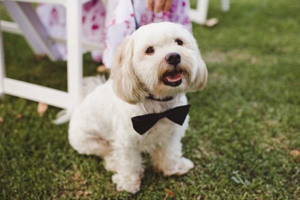 Wedding dogs on your wedding day wearing a bow tie