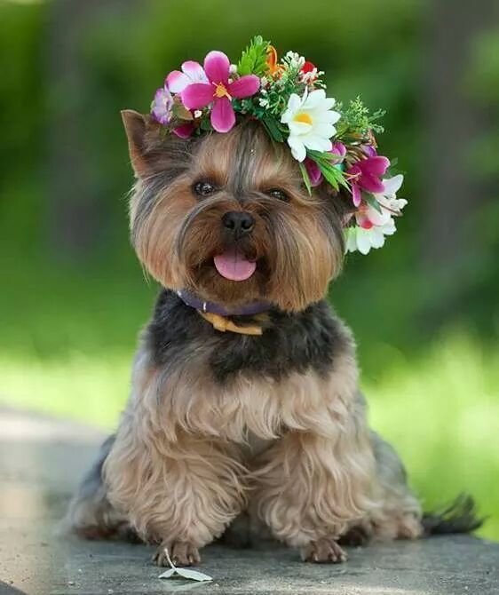 Pets on your wedding day