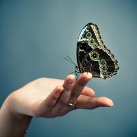 butterfly resting on a hand